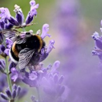 E768d388826b936af68c1d6c742e6f2245ac141a