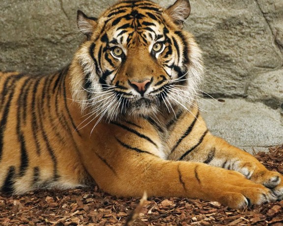 6Cd767c34fbc52e7052dbb058b6e86bc20273ff0